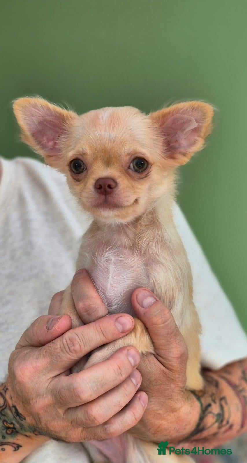 Chihuahua dogs Amazing Small Longcoat Apple head Chihuahua Puppy  - Advert 1