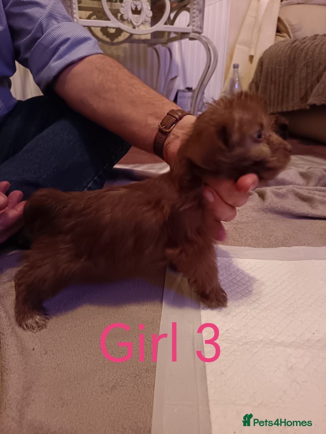 Norfolk Terrier dogs for sale: Norfolk Terrier Puppies - Advert 10