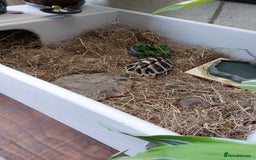 Hermann Tortoise reptiles for sale: Hermann Tortoise 6 years old- SOLD - Image 1