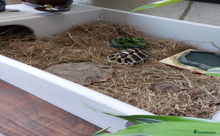 Hermann Tortoise reptiles - Advert 1