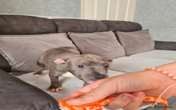 Staffordshire Bull Terrier dogs for sale: Lovely puppy  in Coventry - Image 25