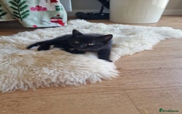 British Shorthair cats for sale: Male Kitten 8 weeks - Image 4