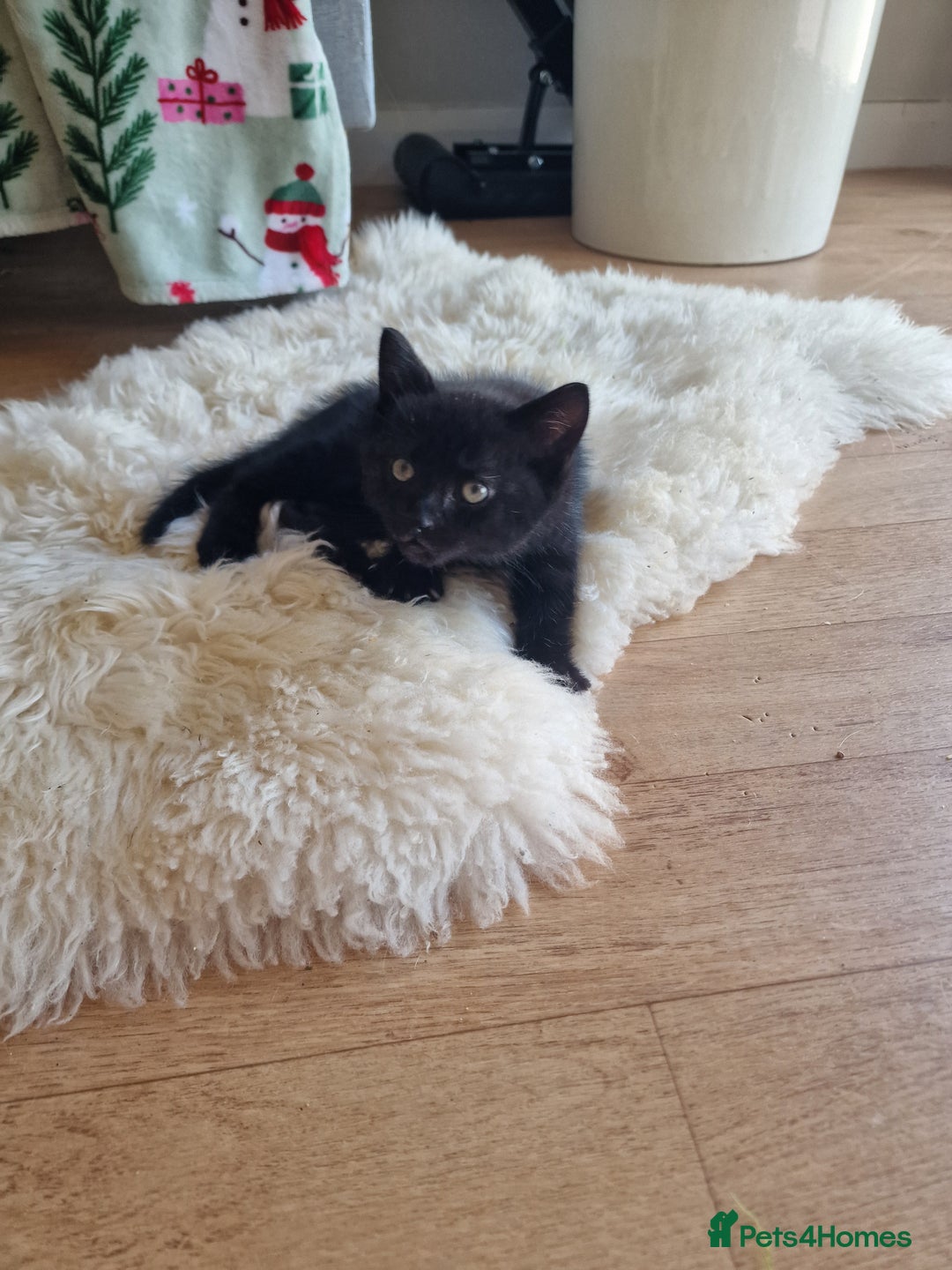 British Shorthair cats for sale: Male Kitten 8 weeks - Image 4