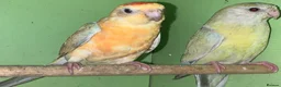Parakeets birds for sale: Orange redrump parakeet abd yellow hen  - Advert 1