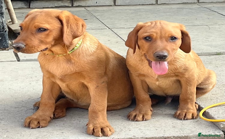 Labrador Retriever dogs - Advert 8