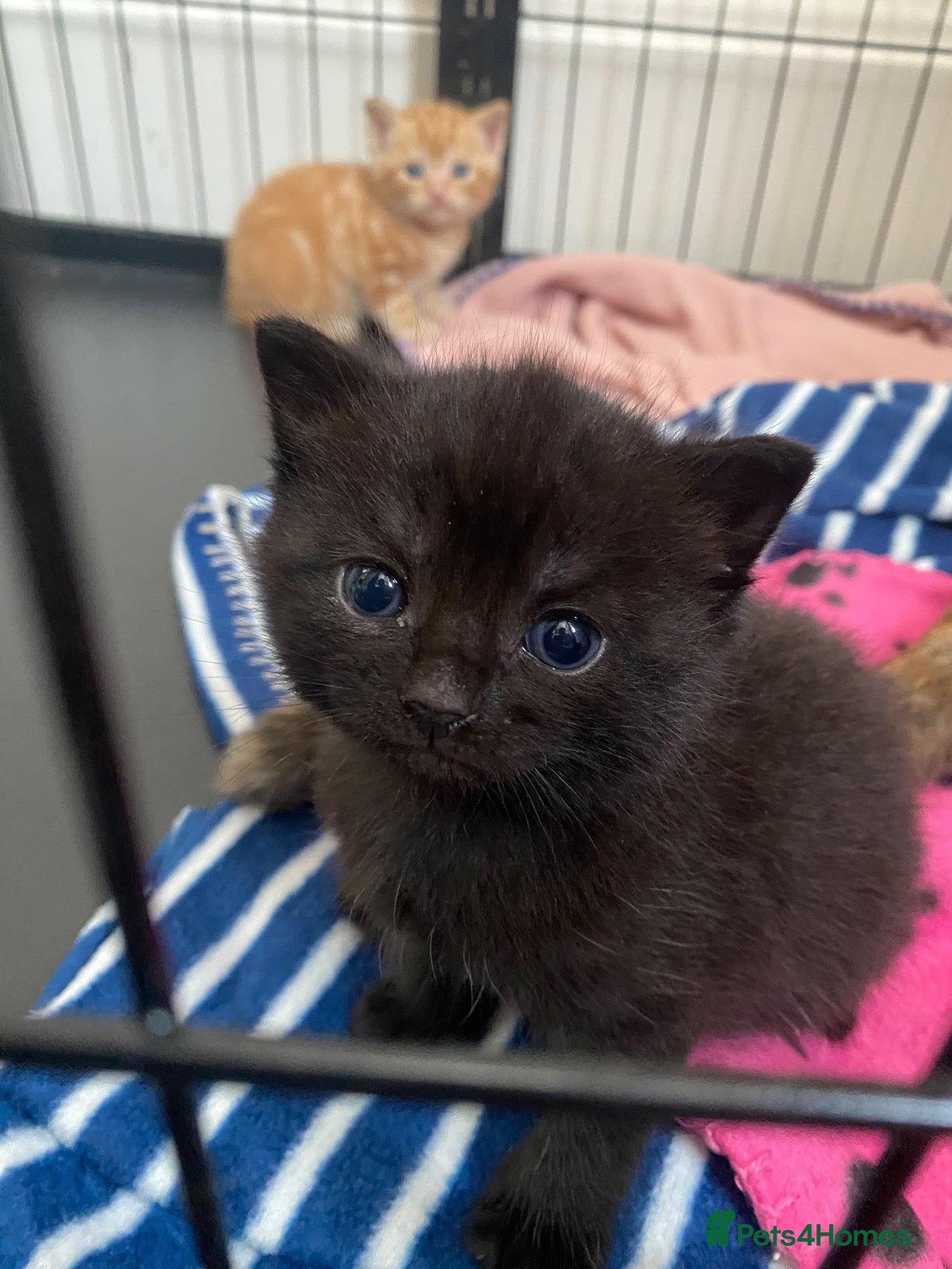 Mixed Breed cats Beautiful kittens for sale - Advert 3