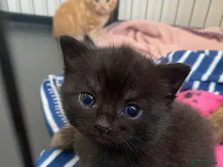 Mixed Breed cats Beautiful kittens for sale - Advert 2