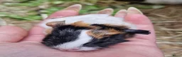 Guinea Pig rodents for sale: Pair of brothers - Advert 7