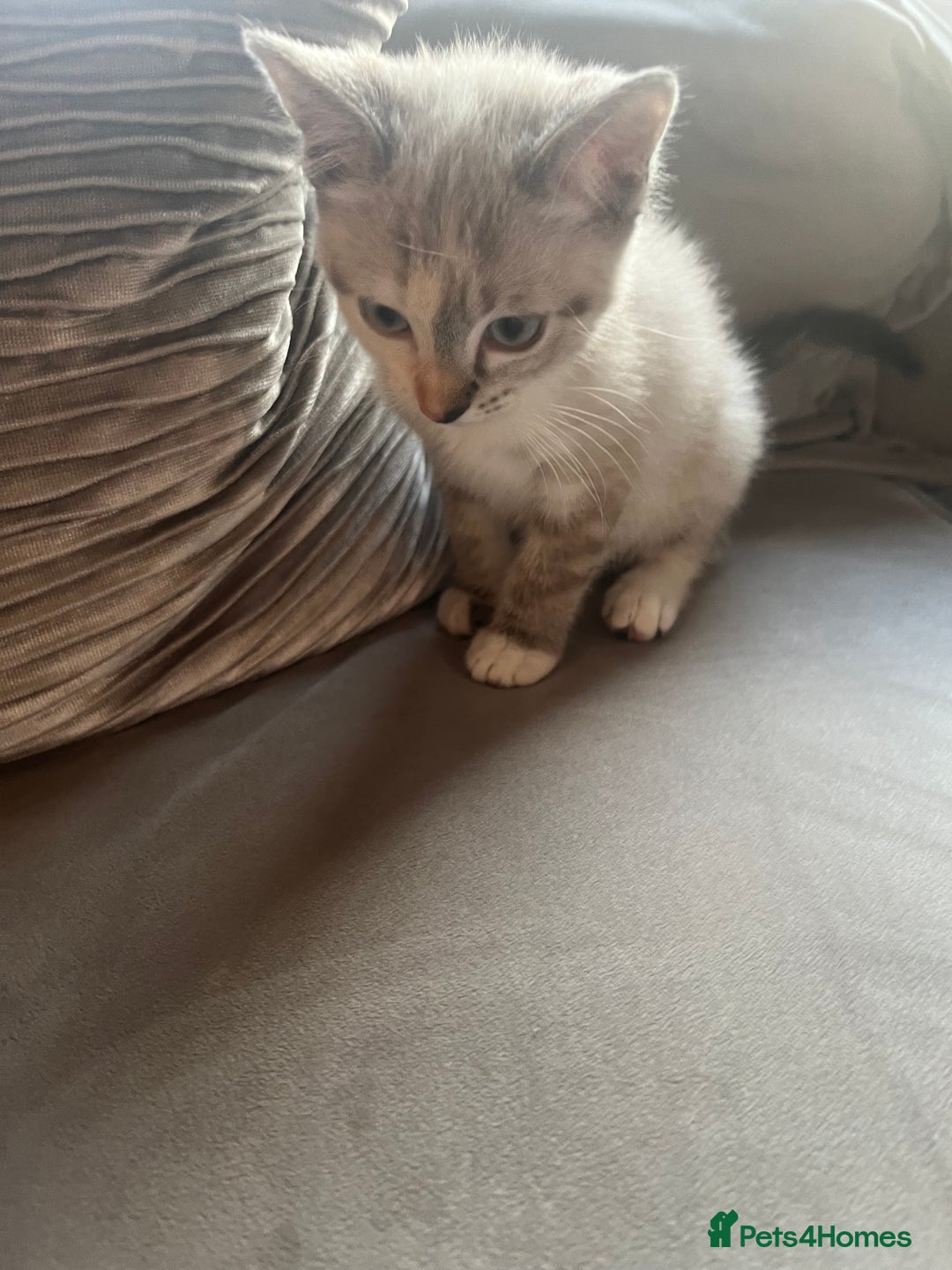 Ragdoll cats for sale: 2 half ragdoll kittens  - Advert 9