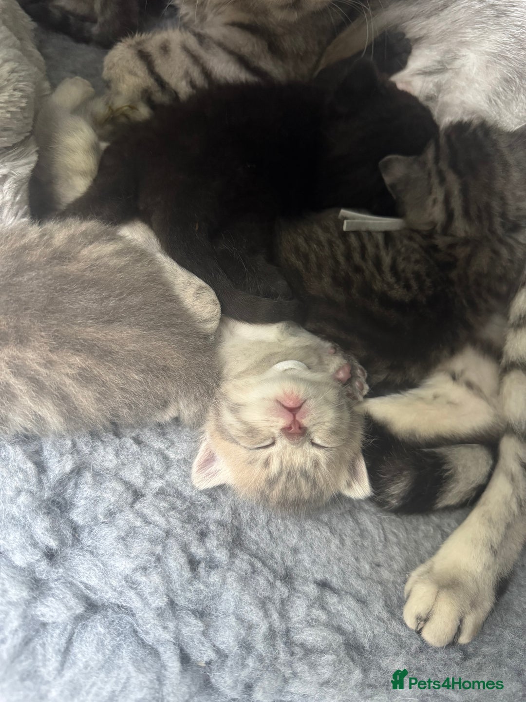 Scottish Fold cats for sale: Scottish fold/ Scottish striaght BSH kittens  - Image 7