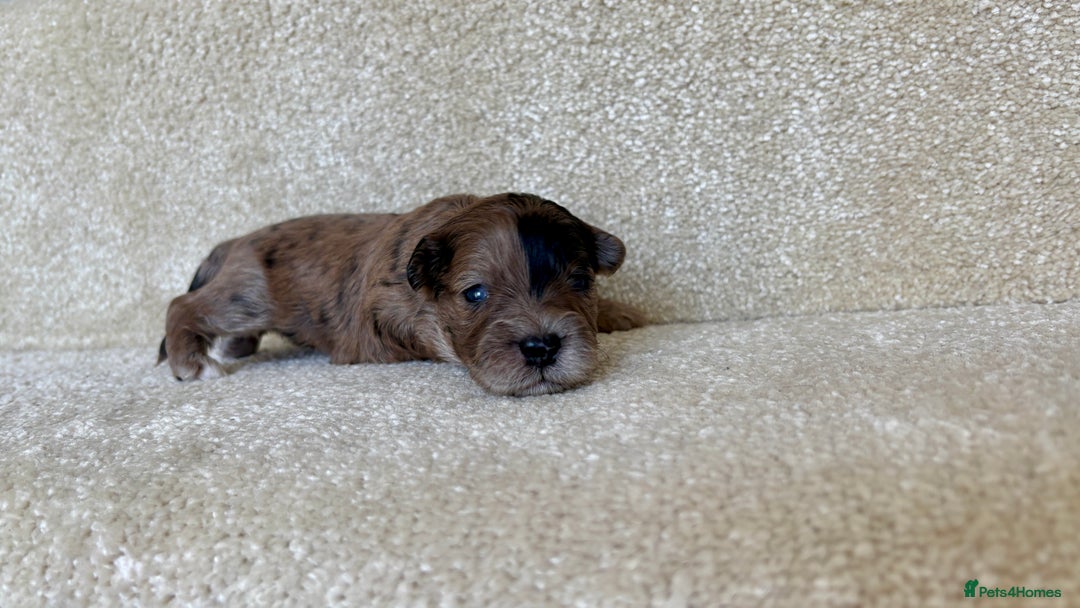 Lhasapoo dogs for sale: 9 stunning lhasapoo’s  - Image 12