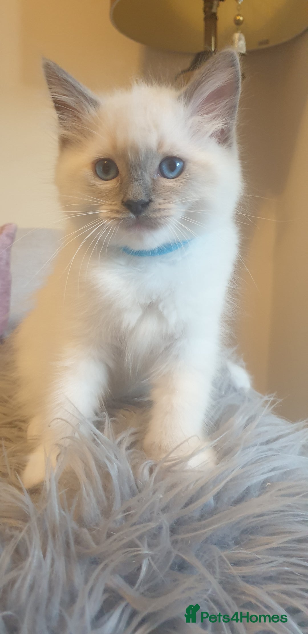 Ragdoll cats for sale: Gorgeous Ragdoll Kittens - Advert 6