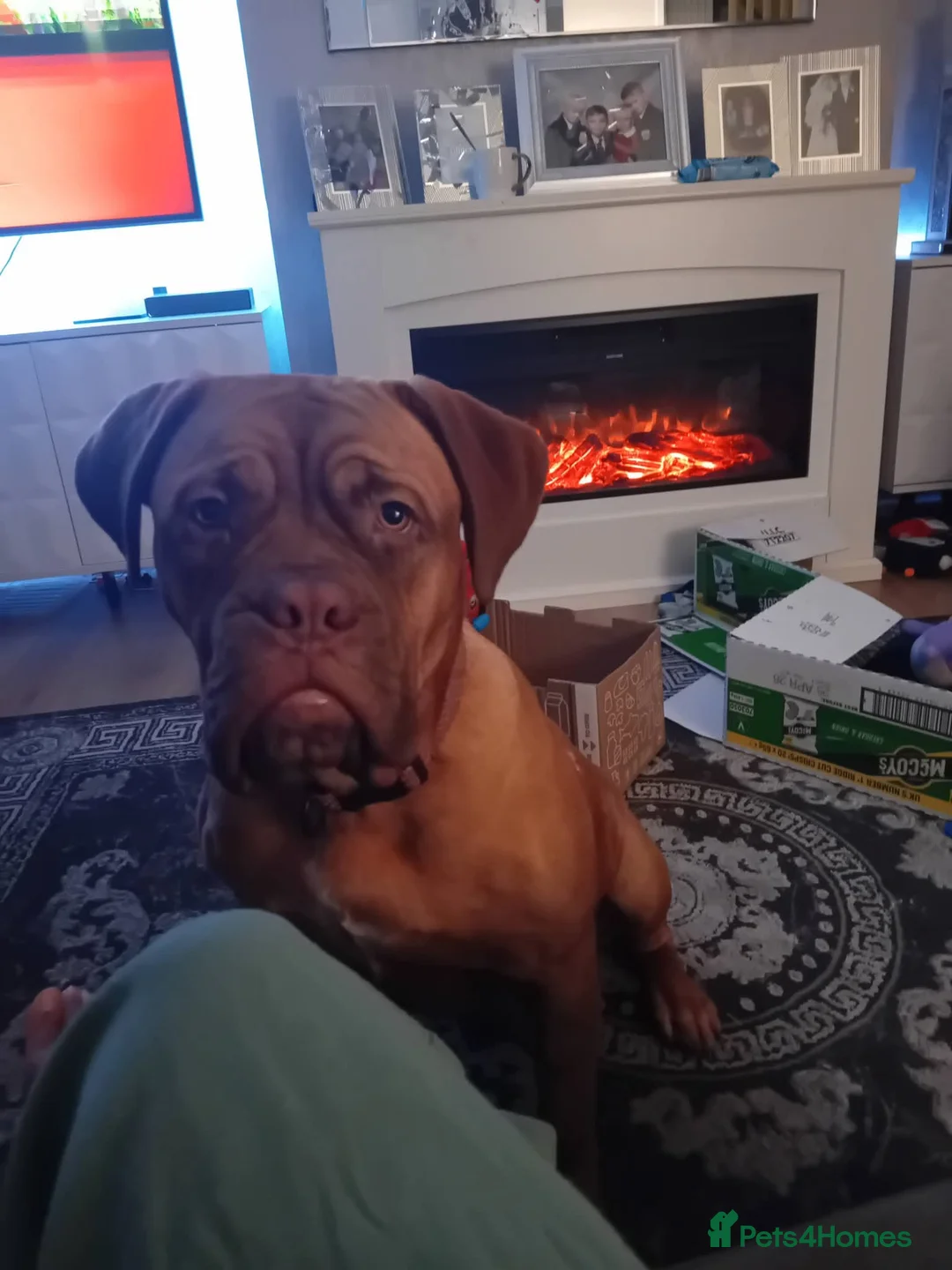 Dogue De Bordeaux dogs for sale: Dogue De Bordeaux in Sunderland - Advert 2