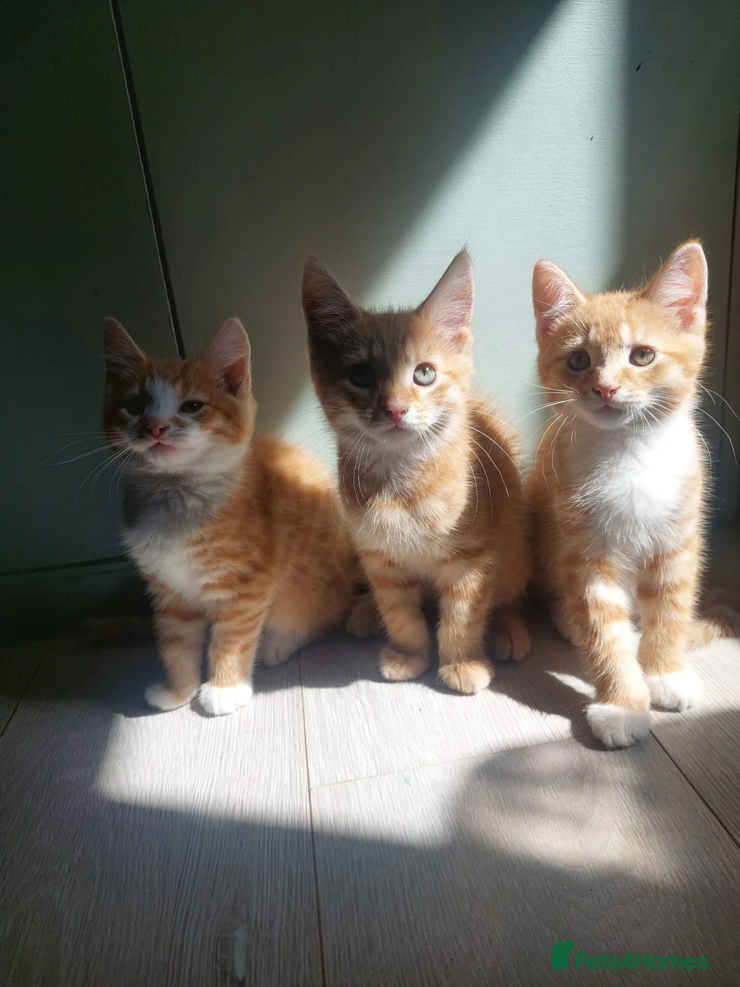 Mixed Breed cats for sale: 3 Ginger Males  - Advert 1