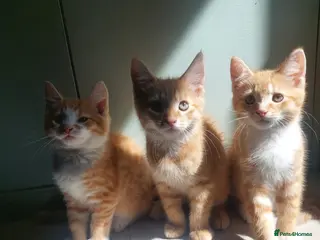 Mixed Breed cats 3 Ginger Males - Advert 5