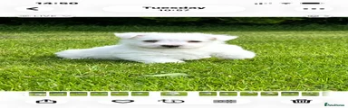West Highland Terrier 1