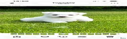 West Highland Terrier dogs for sale: Adorable West Highland terrier puppies - Advert 14