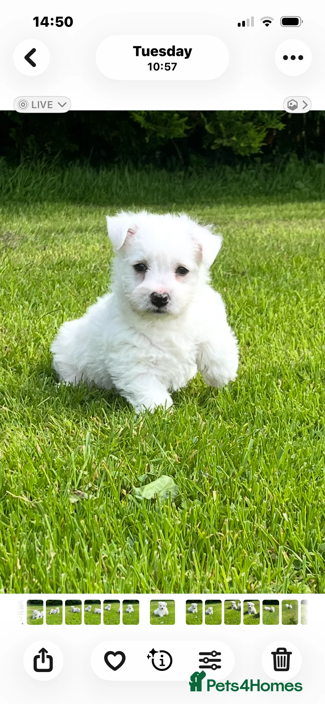 West Highland Terrier dogs for sale: Adorable West Highland terrier puppies - Advert 14