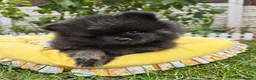 Pomeranian dogs for sale: Beautiful KC Registered Pomeranian Puppies - Advert 9