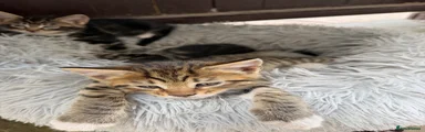 Maine Coon 2