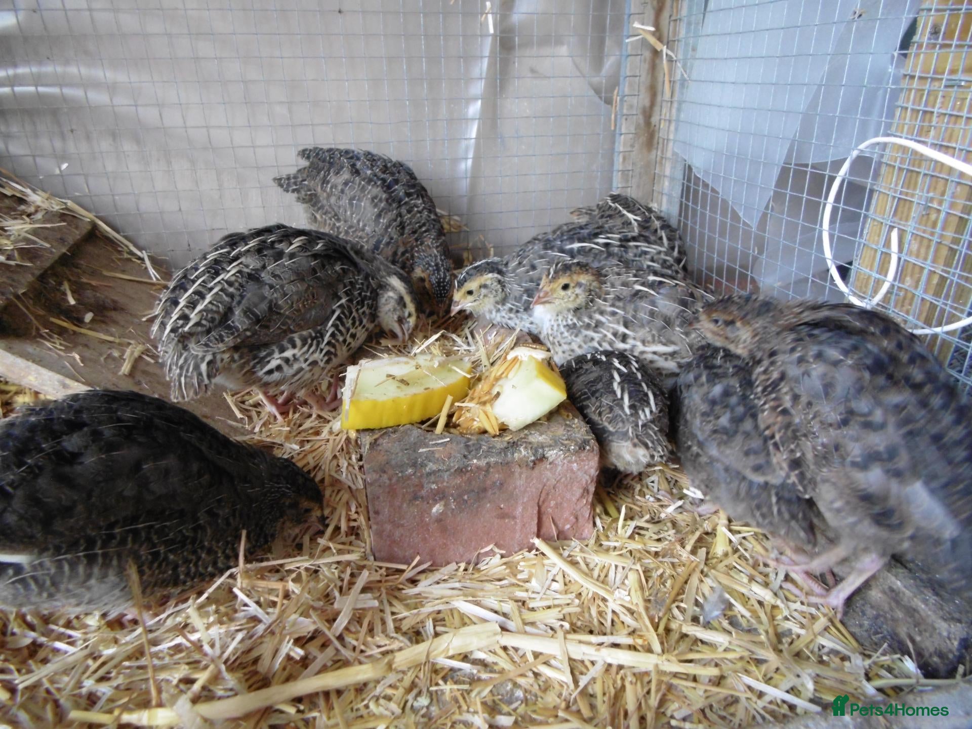 Quail poultry Quail all ages breeds from £5 - Advert 3