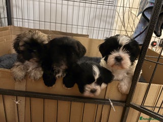 Shih Tzu dogs Beautiful Shih Tzu Puppies Mixed Litter - Advert 1