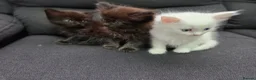 Mixed Breed cats for sale: Maine Coon x Ragdoll Kittens - Advert 6