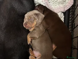 Chiweenie dogs REDUCED - LAST LILAC CHIWEENIE AVAILABLE - Advert 2