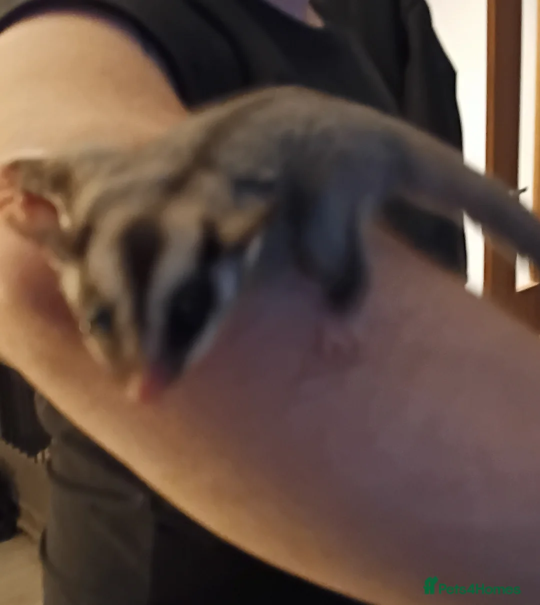Sugar Glider rodents for sale: 2 beautiful gliders ready to go in Mountain Ash - Advert 2