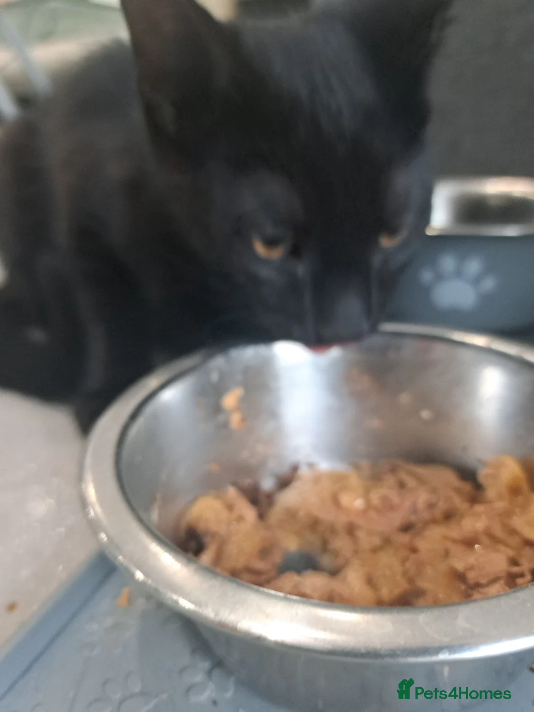 American Shorthair cats for sale: Kittens  in Southall - Advert 2