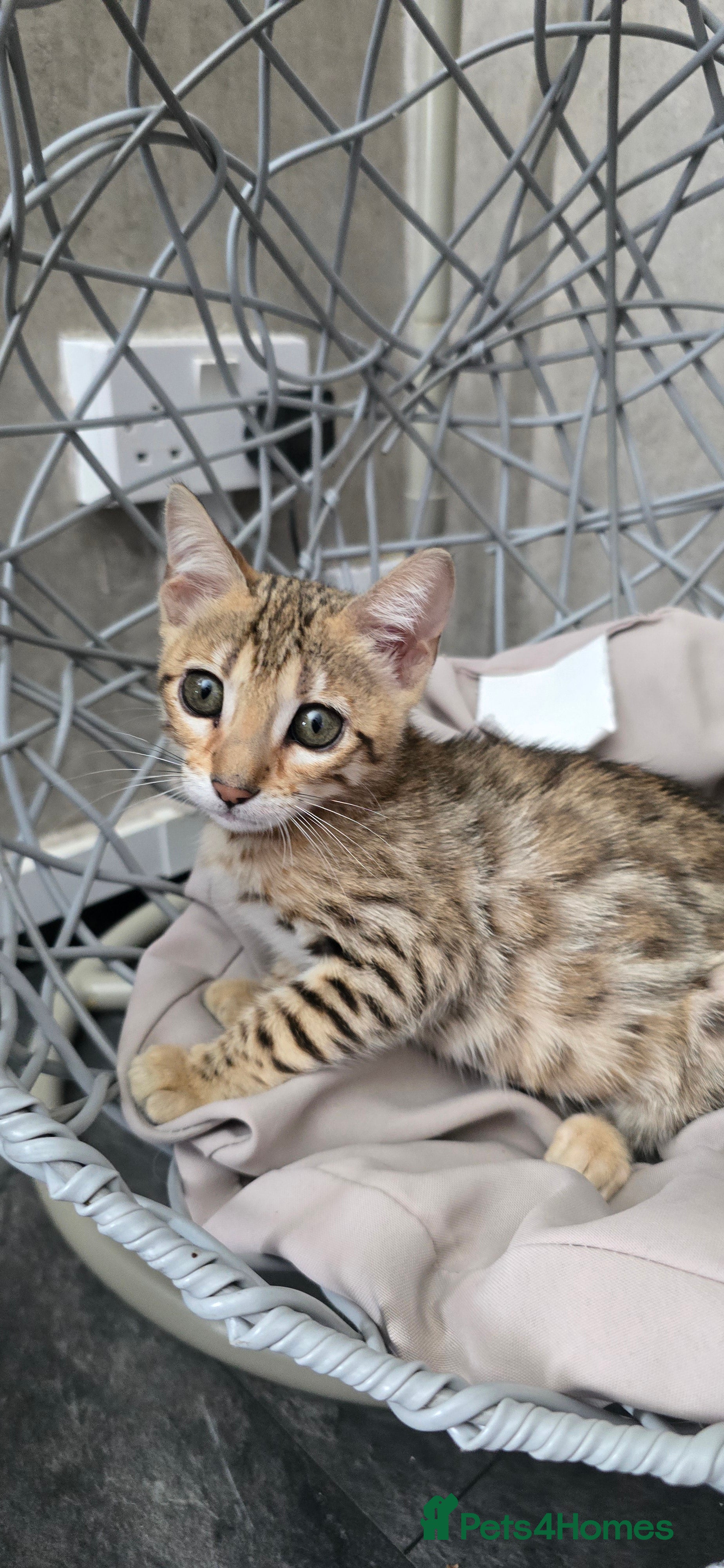 Bengal cats Ready NOW 3 girls and 1 boy! - Advert 7