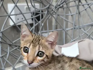 Bengal cats Ready NOW 3 girls and 1 boy! - Advert 7