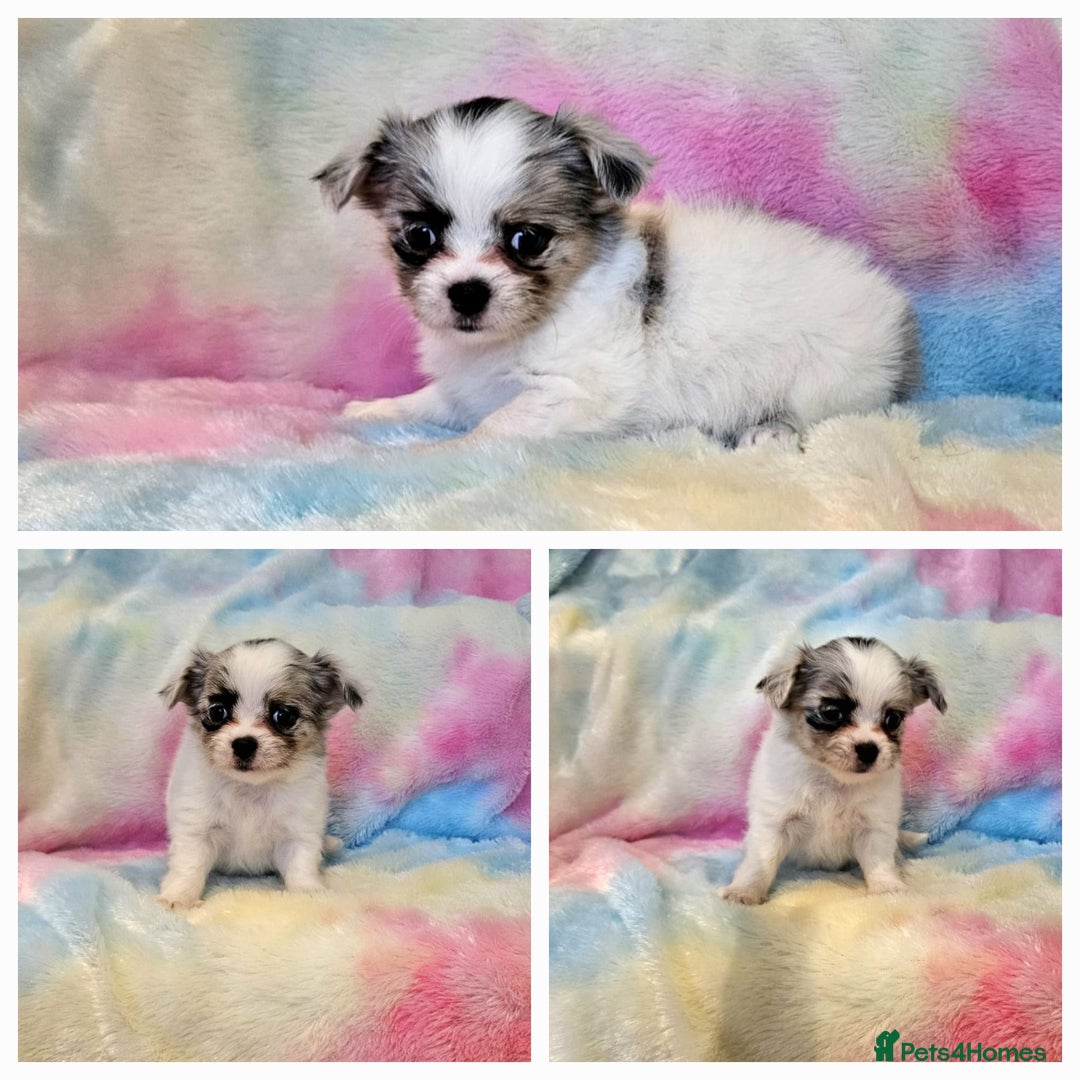 Chihuahua dogs for sale: Fluffy gorgeous chihuahua x Korean maltese  - Image 14