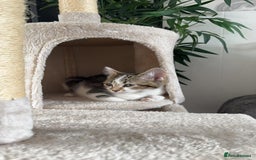 Mixed Breed cats for sale: Cat for sale  - Image 1