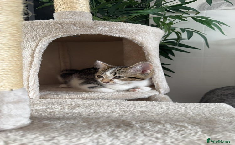 Mixed Breed cats - Advert 1
