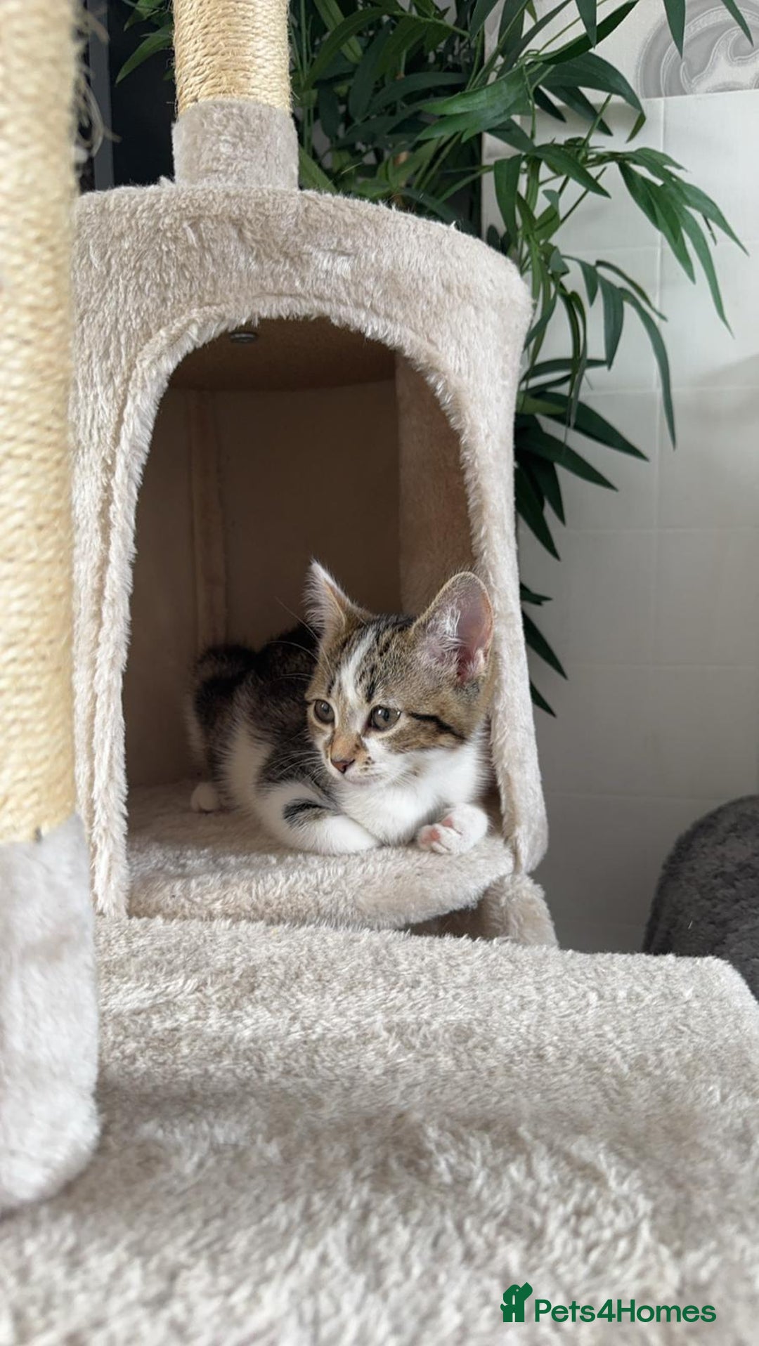Mixed Breed cats for sale: Cat for sale  - Image 1