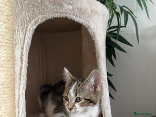 Mixed Breed cats for sale: Cat for sale - Advert 1