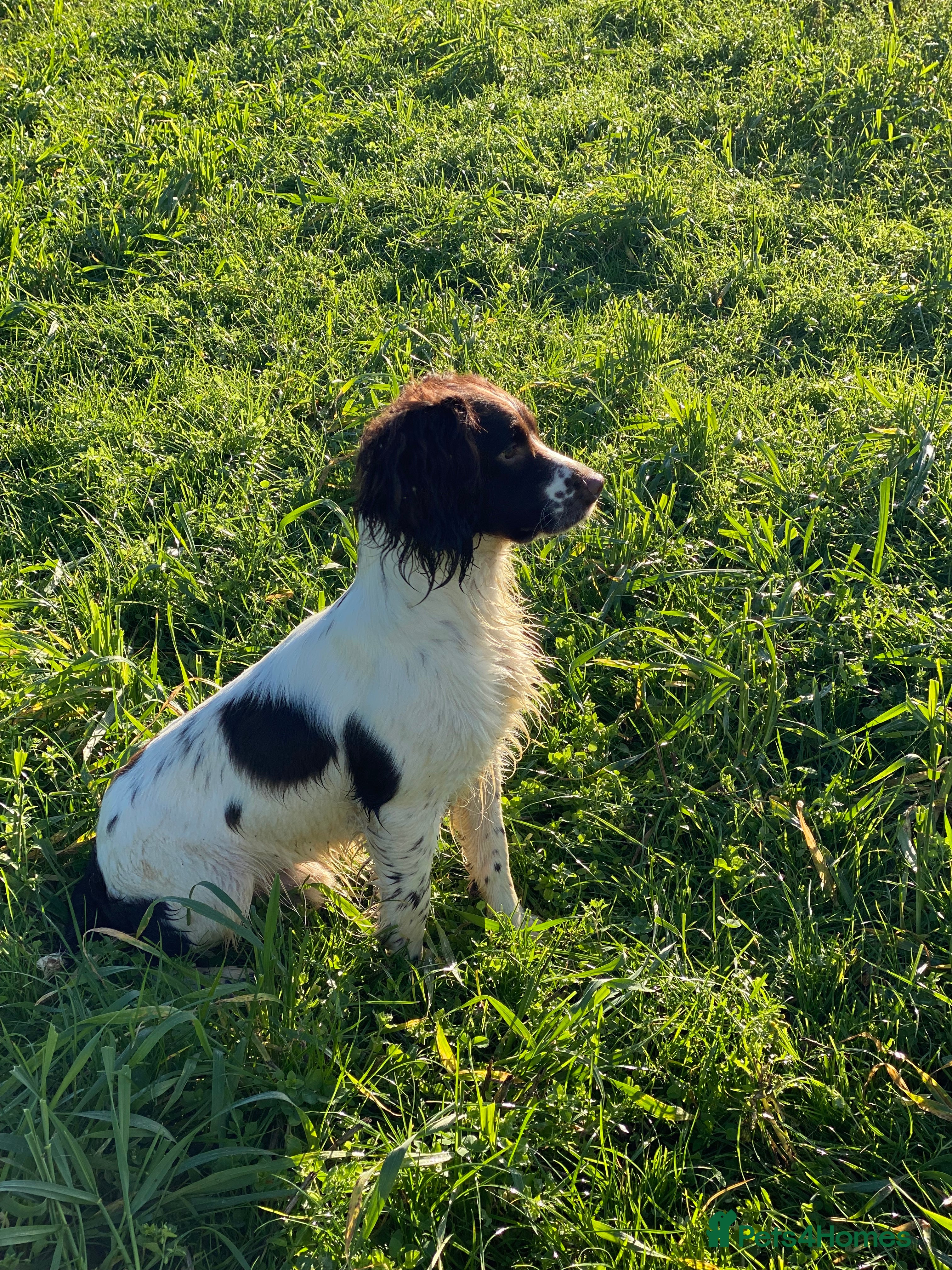 English Springer Spaniel dogs for stud: 🌟🌟Health Tested L&W Springer Stud🌟🌟 in Malmesbury - Advert 2