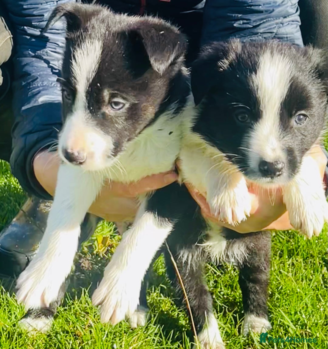 Border Collie dogs for sale: 2 Border Collie Pups - Image 2