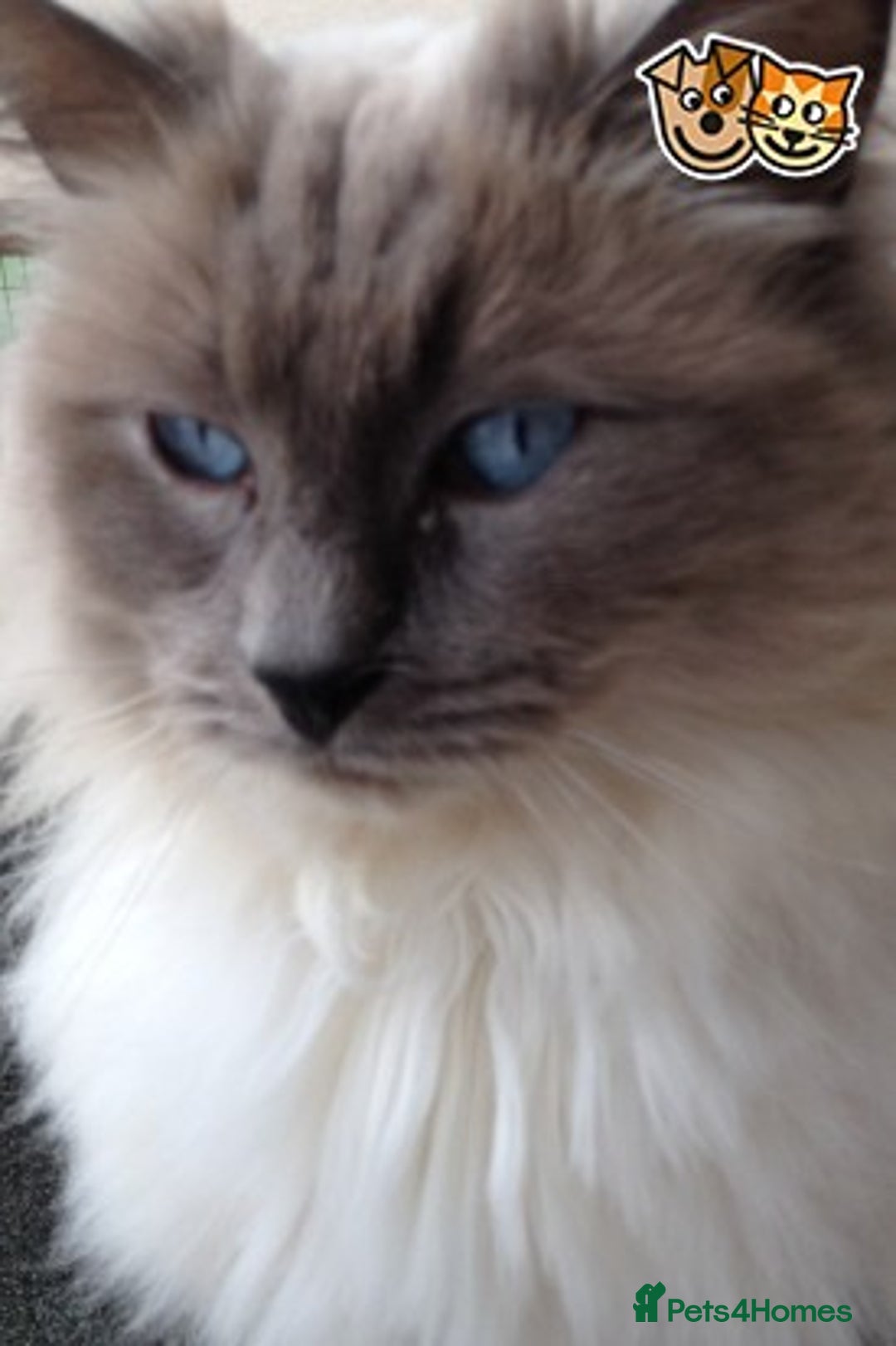 Ragdoll cats for stud: Stunning Blue Colourpoint Active GCCF Registered in Bridgwater - Advert 3