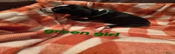 Mixed Breed dogs for sale: Dalmatian x cocker spaniel puppies  - Advert 12