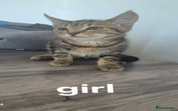 Mixed Breed cats for sale: Kittens ready now  - Image 3