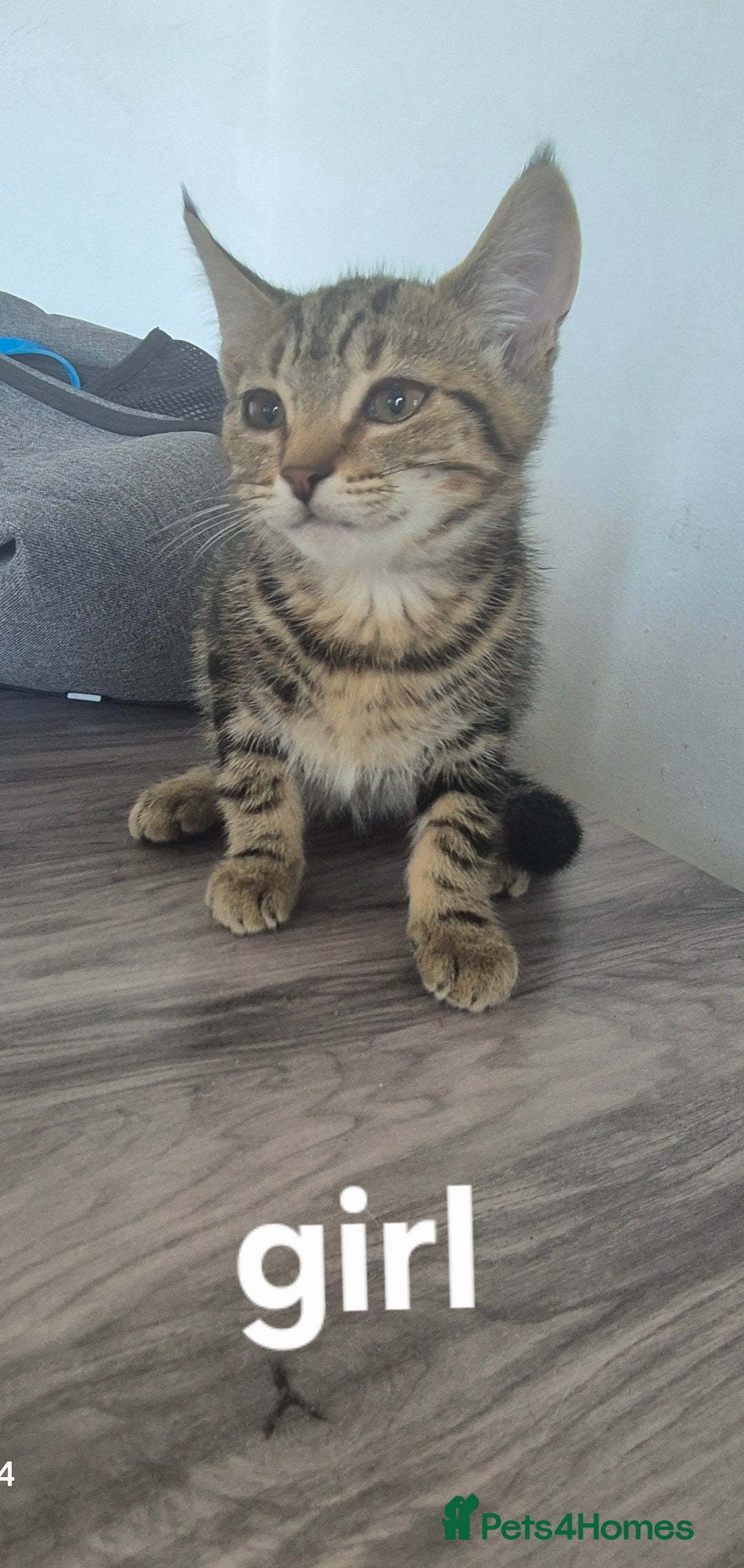 Mixed Breed cats for sale: Kittens ready now  - Image 3