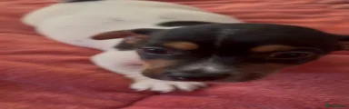 Jack Russell 1