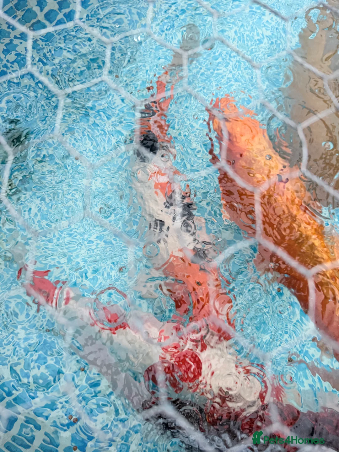 Koi Carp fish for sale: Koi carp for sale  - Advert 2