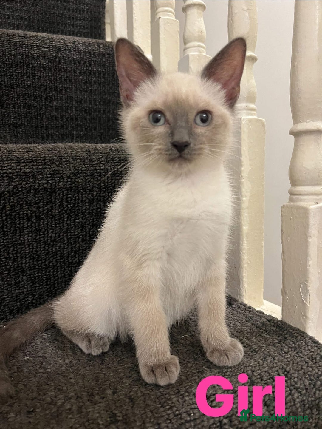 Ragdoll cats for sale: Adorable kittens Ragdoll for sale  - Image 14
