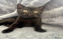 British Shorthair cats for sale: Champion Line British Shorthair Kittens - Image 6