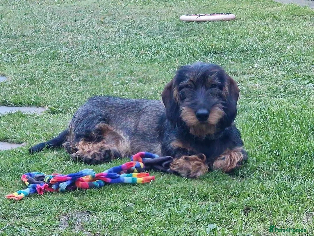 Dachshund dogs for stud: CHAMPION LINES 0% COI WIREHAIRED DACHSHUND STUD  in Stockton-on-Tees - Advert 10