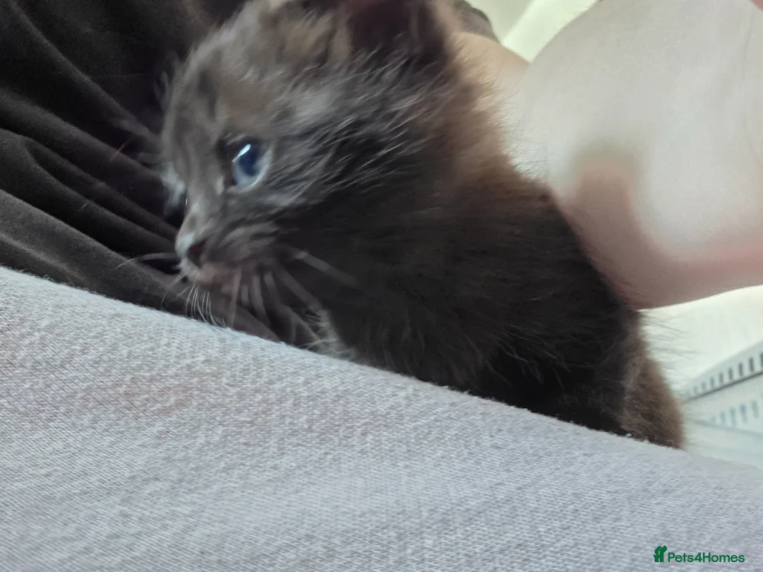 British Shorthair cats for sale: 3 beautiful girl kittens  - Advert 4