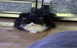 Maine Coon cats for sale: STUNNING SILVER MAINE COON BOYS  - Advert 3